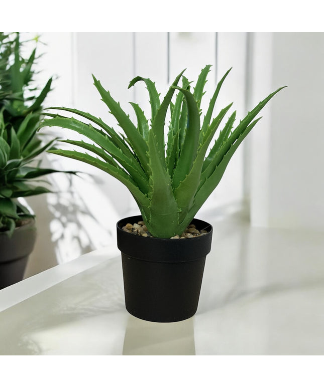 Ghiveci ornamental Aloe 24cm