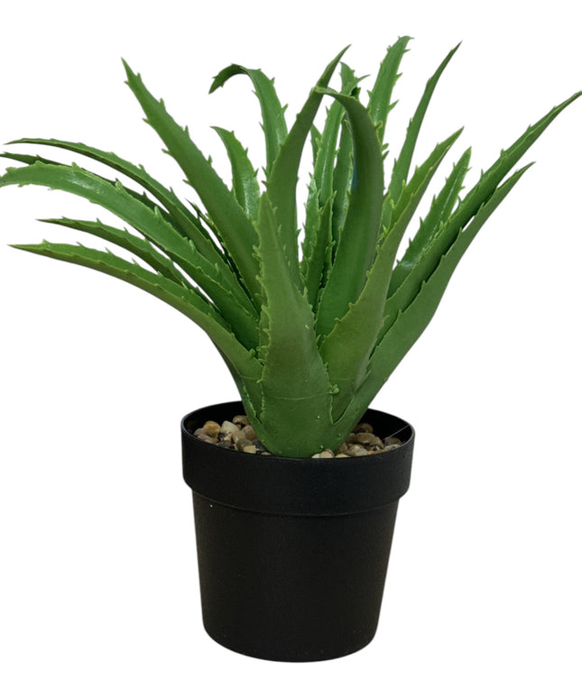 Ghiveci ornamental Aloe 24cm