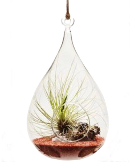 Bol sticlă Terariu Pară 12cm
