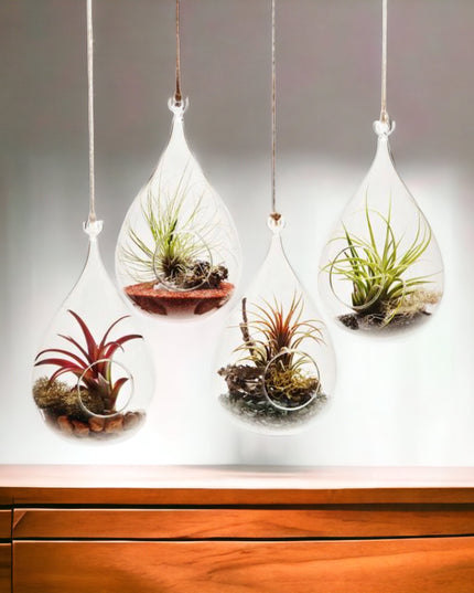 Bol sticlă Terariu Pară 12cm