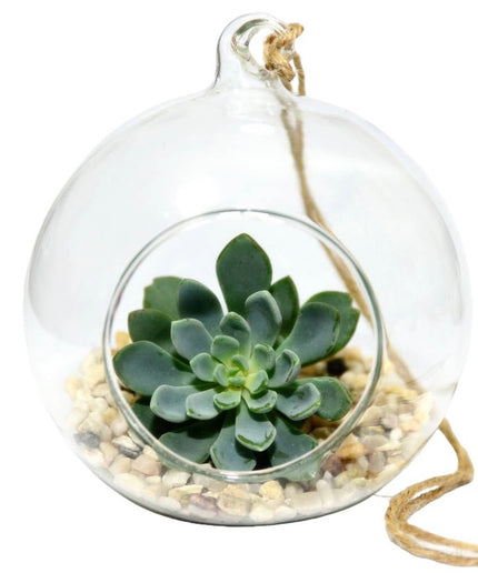 Bol sticlă terariu rotund 15cm