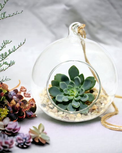 Bol sticlă terariu rotund 8cm