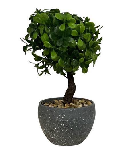 Ghiveci Buxus ornamental 22cm