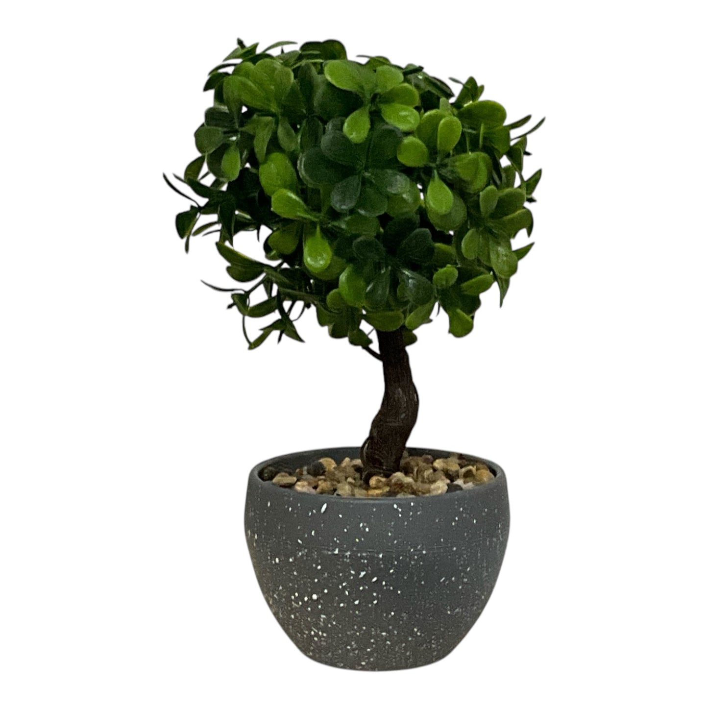 Ghiveci Buxus ornamental 22cm