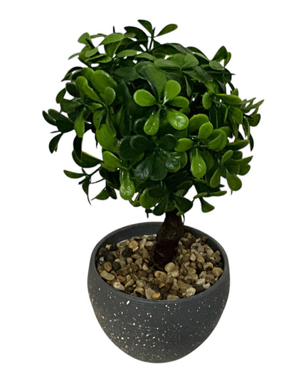 Ghiveci Buxus ornamental 22cm