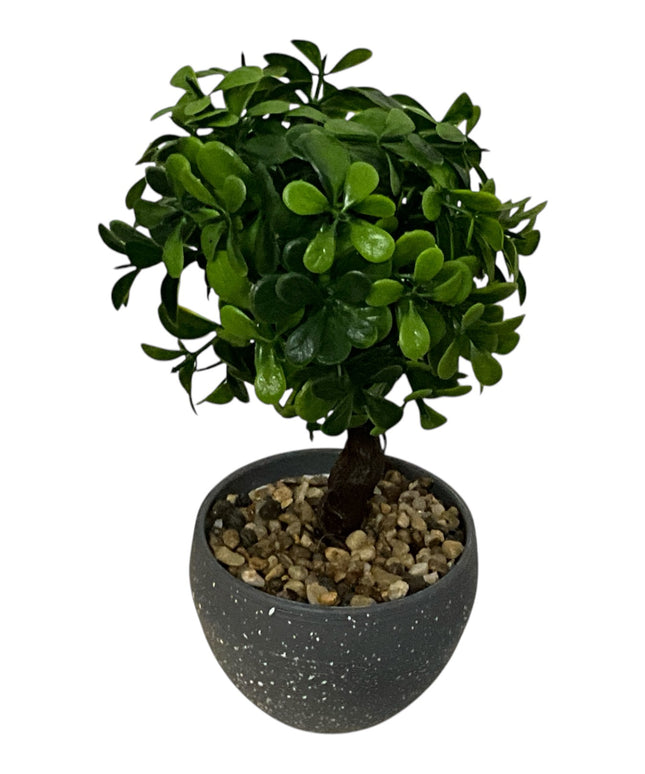 Ghiveci Buxus ornamental 22cm