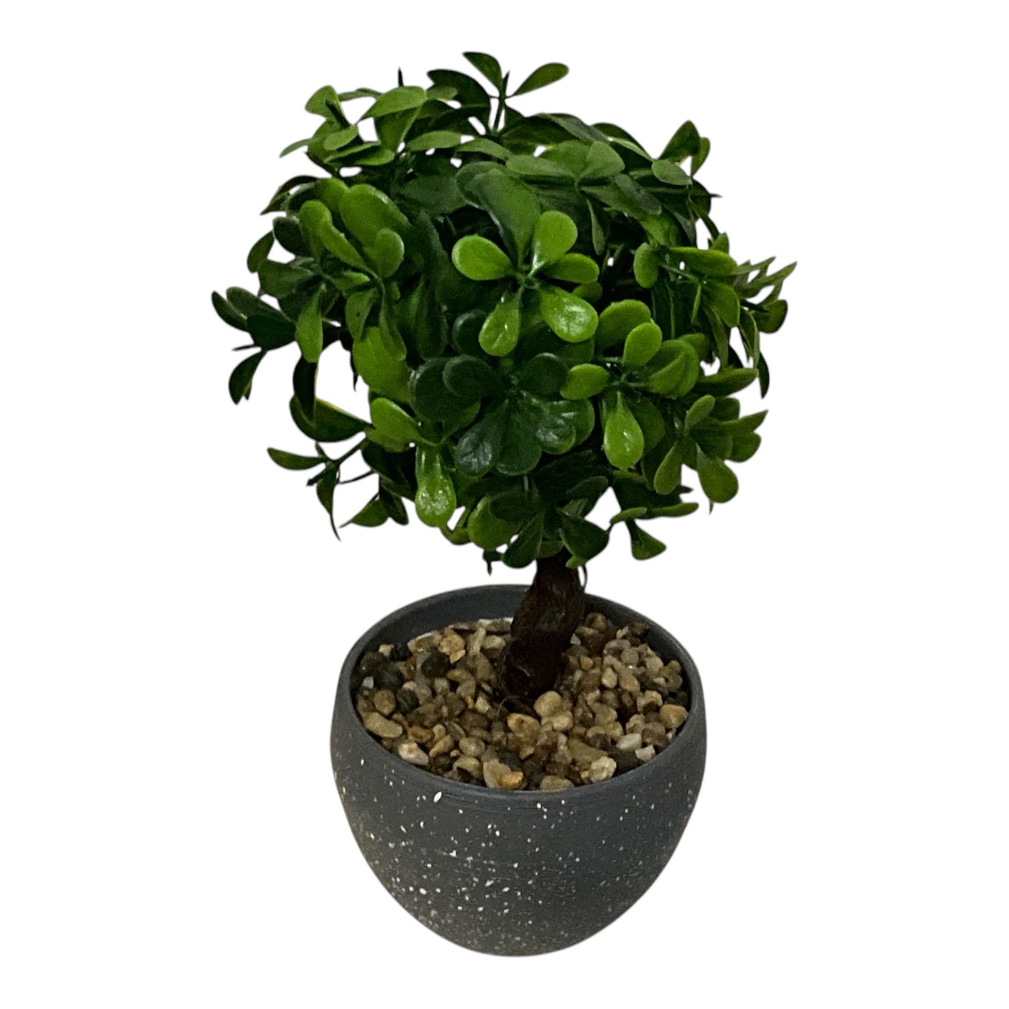 Ghiveci Buxus ornamental 22cm