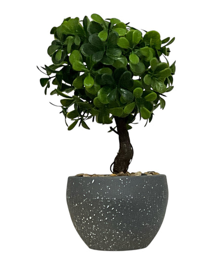 Ghiveci Buxus ornamental 22cm