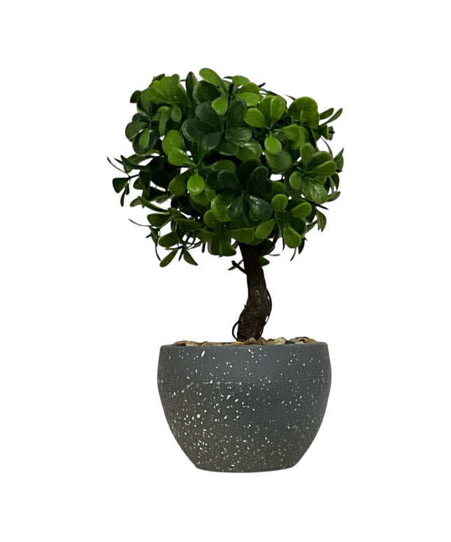 Ghiveci Buxus ornamental 22cm