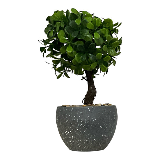 Ghiveci Buxus ornamental 22cm