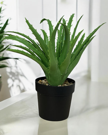 Ghiveci ornamental Aloe 24cm