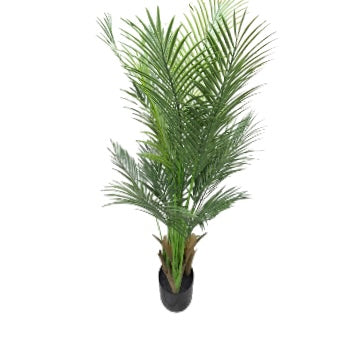 Ghiveci Palmier ornamental 120cm