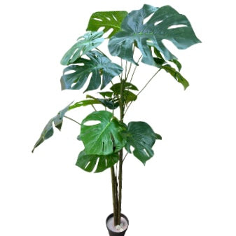 Ghiveci ornamental Monstera Deliciosa 150cm