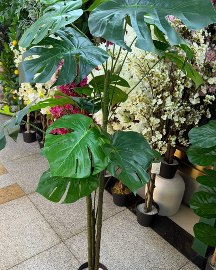 Ghiveci ornamental Monstera Deliciosa 150cm