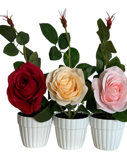 Ghiveci cu Trandafir 25cm