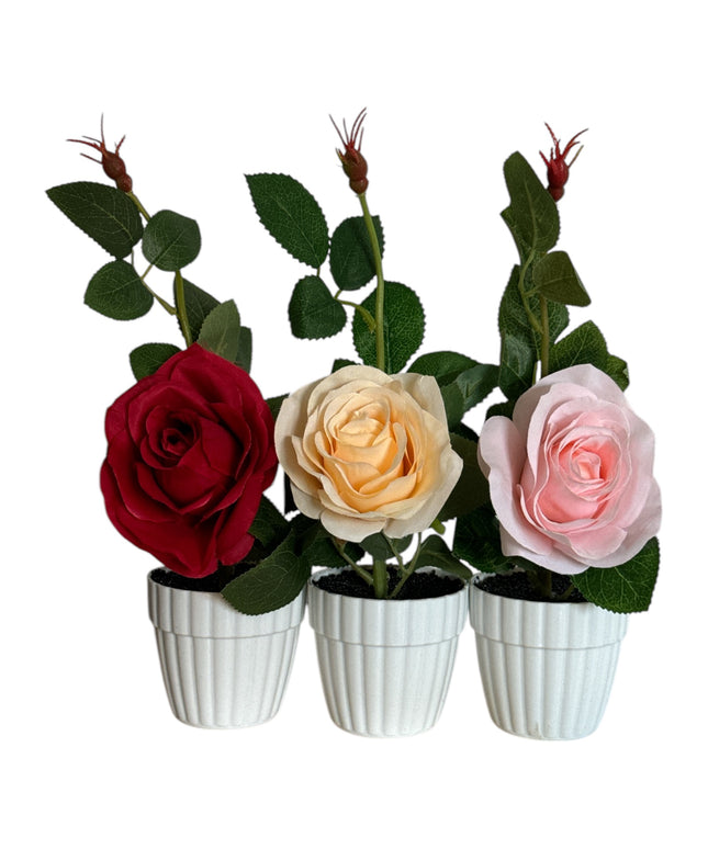 Ghiveci cu Trandafir 25cm