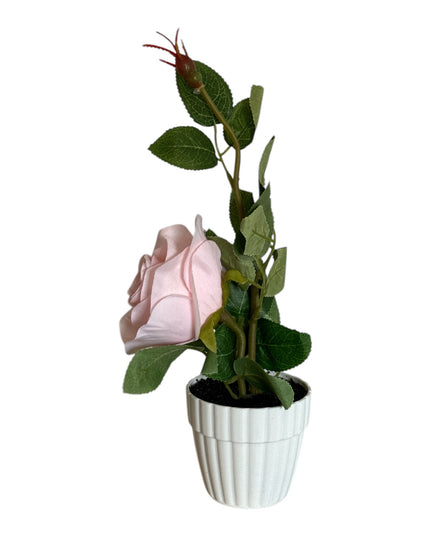 Ghiveci cu Trandafir 25cm