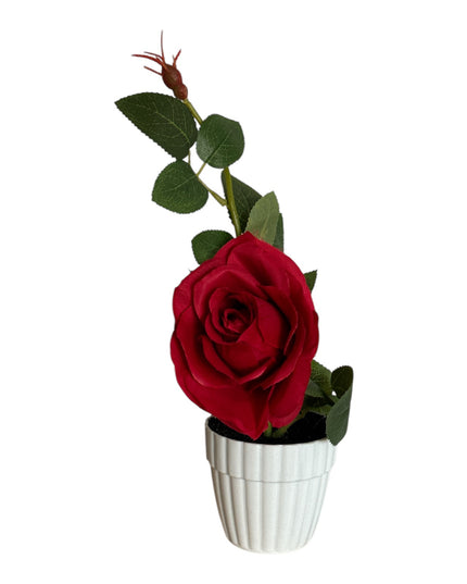 Ghiveci cu Trandafir 25cm