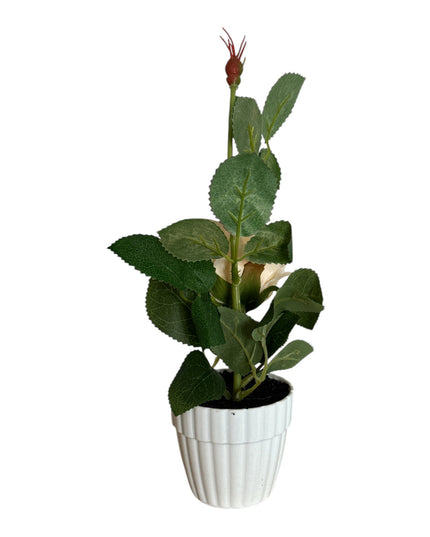 Ghiveci cu Trandafir 25cm