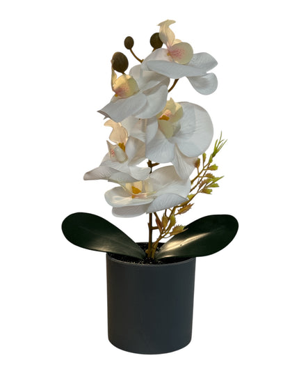 Ghiveci ornamental Orhidee 27cm