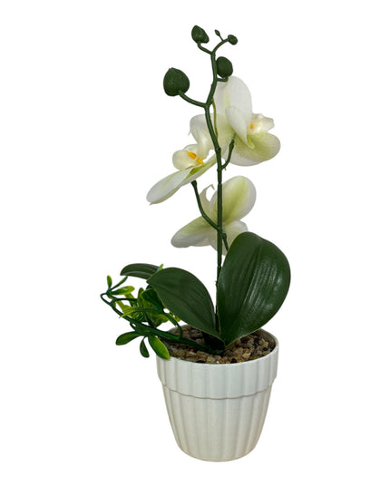 Ghiveci Orhidee color 25cm