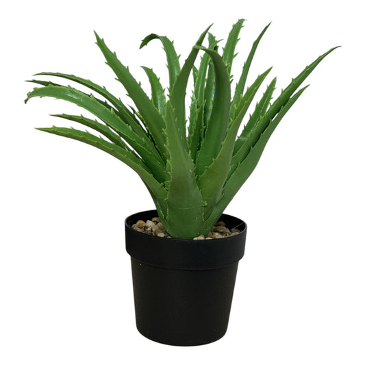 Ghiveci ornamental Aloe 24cm