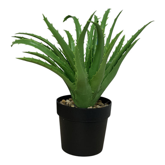 Ghiveci ornamental Aloe