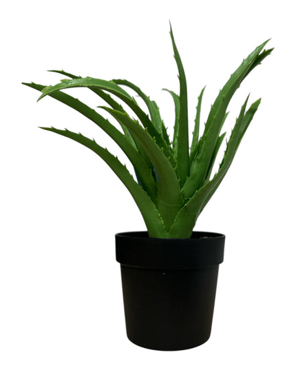 Ghiveci ornamental Aloe 24cm