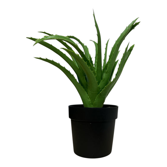 Ghiveci ornamental Aloe