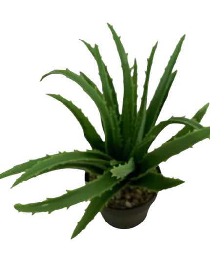 Ghiveci ornamental Aloe 24cm