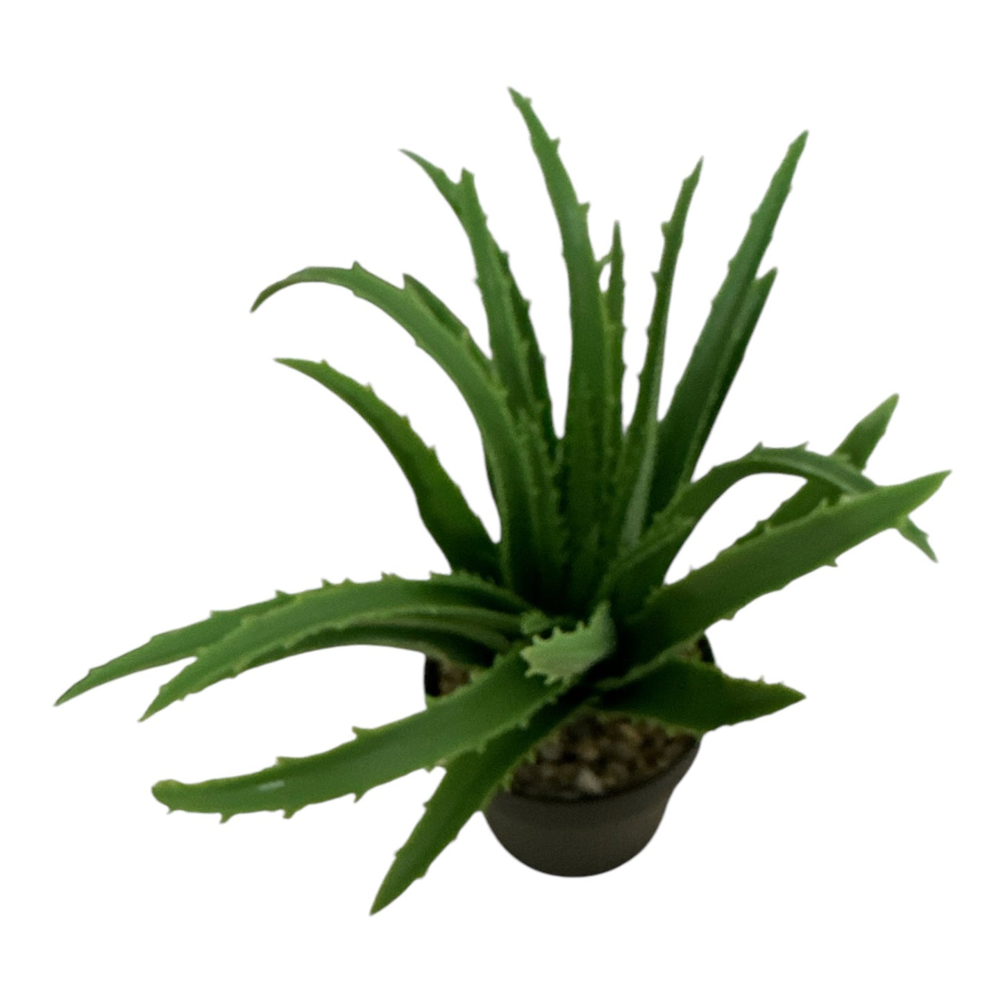 Ghiveci ornamental Aloe