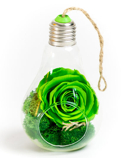 Bol sticlă Terariu Bec 13cm