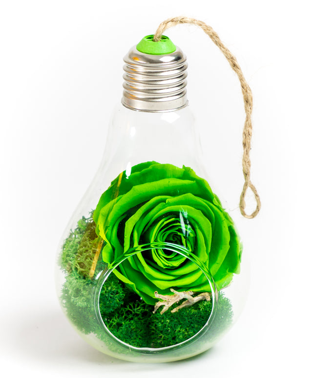 Bol sticlă Terariu Bec 13cm