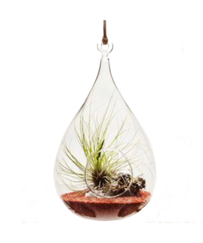 Bol sticlă Terariu pară 19cm