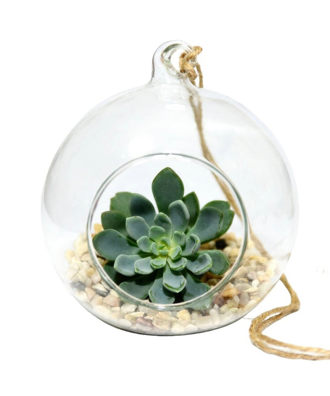 Bol sticlă terariu rotund 10cm