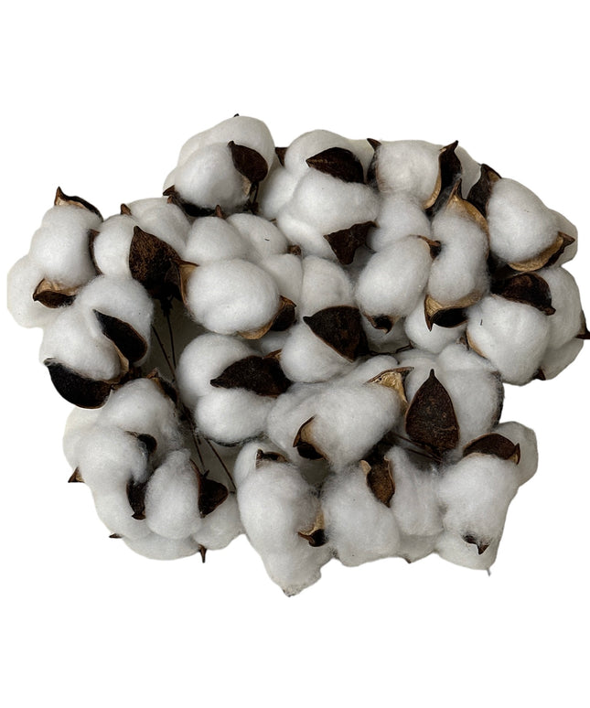 Floare Bumbac 20/set 12cm