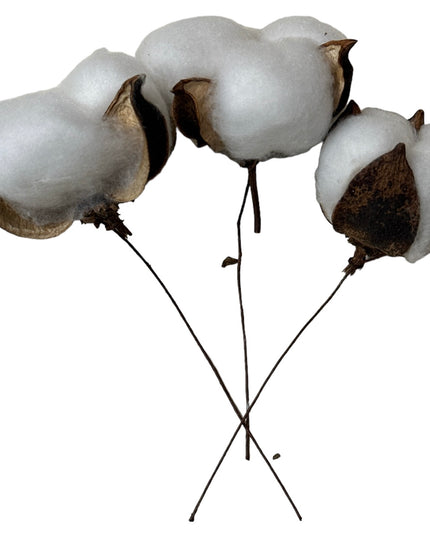 Floare Bumbac 20/set 12cm