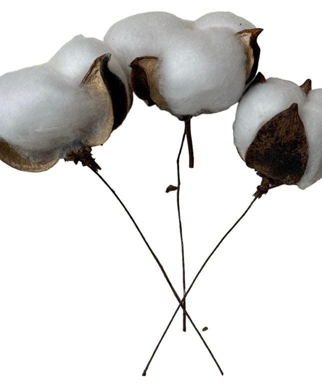 Floare Bumbac 20/set 12cm