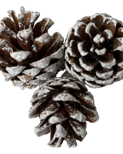 Conuri de brad natural 20/set