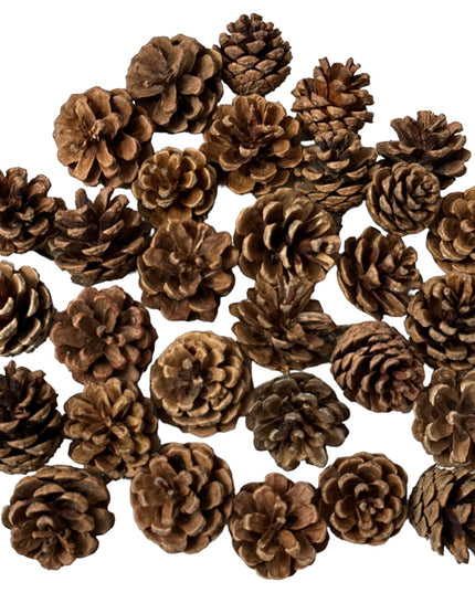 Conuri de brad natural 20/set