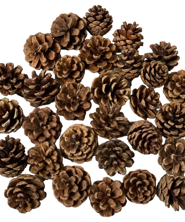 Conuri de brad natural 20/set