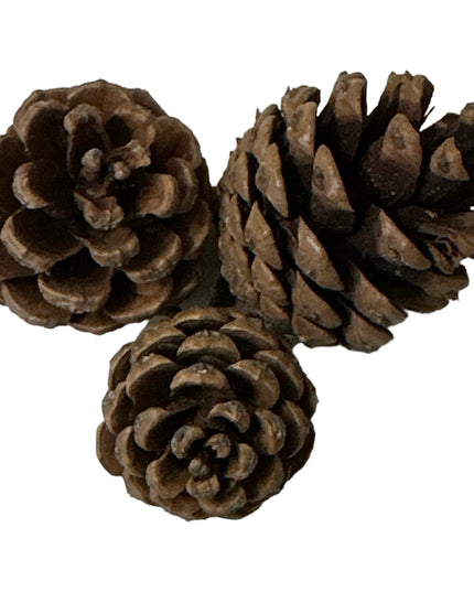 Conuri de brad natural 20/set