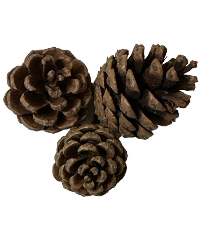 Conuri de brad natural 20/set