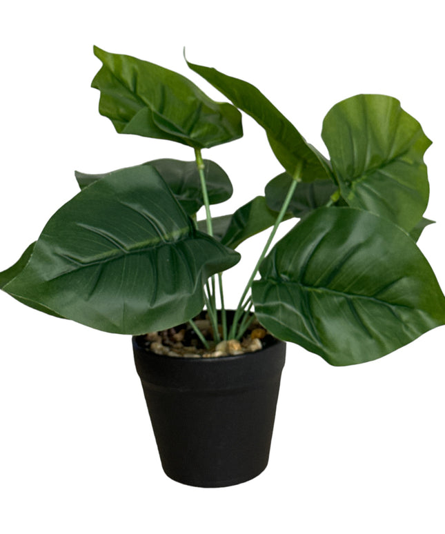 Ghiveci ornamental cu frunze 25cm