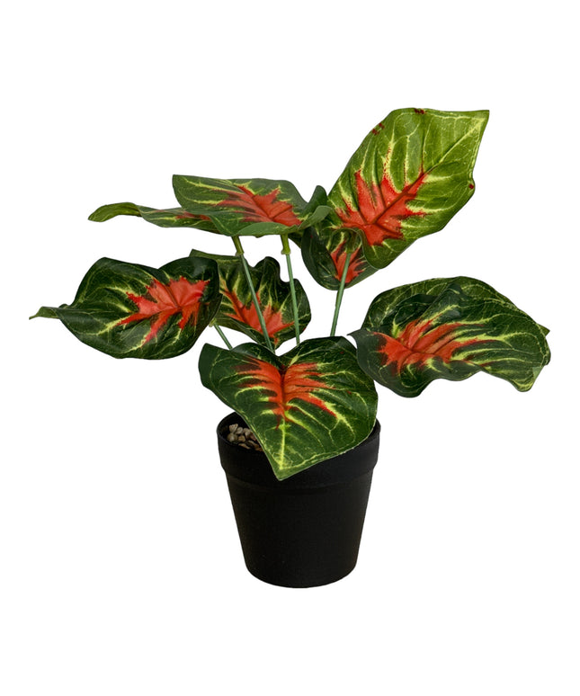 Ghiveci ornamental cu frunze 25cm