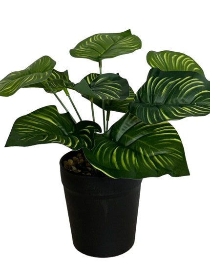Ghiveci ornamental cu frunze 25cm