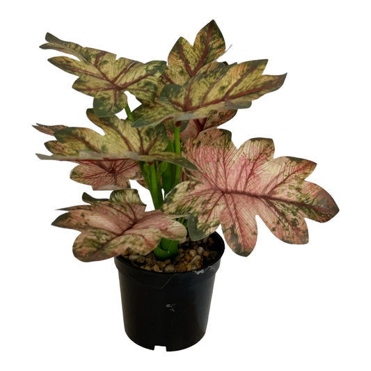 Ghiveci ornamental cu frunze 29cm