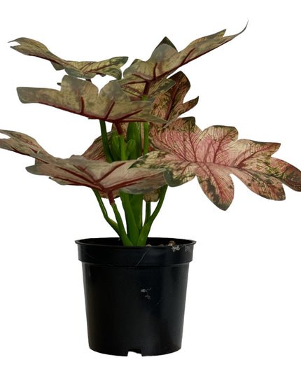 Ghiveci ornamental cu frunze 29cm