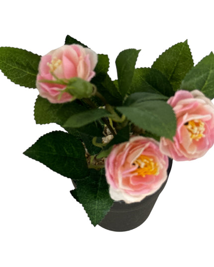 Ghiveci Rosa color 20cm