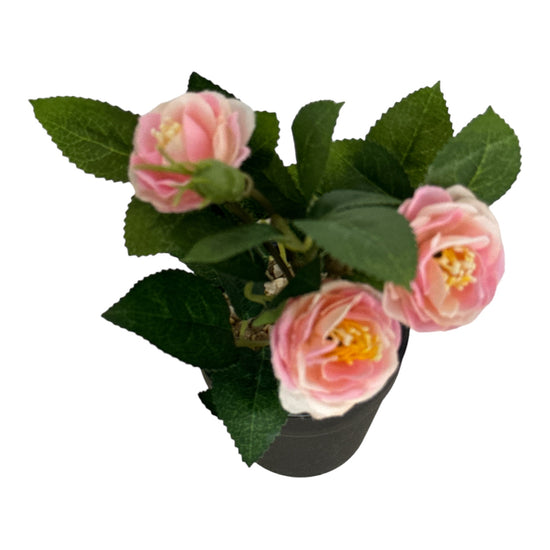 Ghiveci Rosa color 20cm